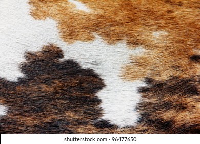 Close Up Of Cowhide Background