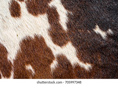 Cowhide Rug High Res Stock Images Shutterstock