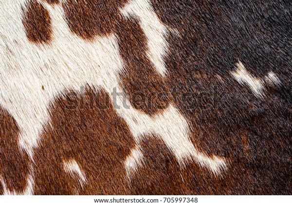 Close Cowhide Rug White Brown Black Stock Photo (Edit Now) 705997348