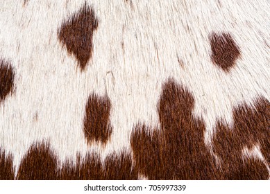 Cowhide Images Stock Photos Vectors Shutterstock