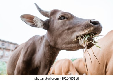 close up of cows chewing while eating grass against a background of white sky