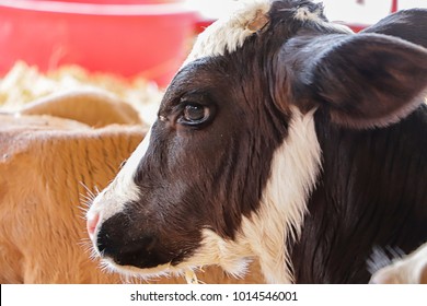 Close up of a Cows Face 