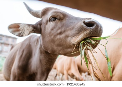 Close Up Of Cow's Mouth Chewing While Eating Grass Inside The Cow Pen