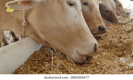 Close up of cow's neb while eating hay in the farm cattle, feeding cows in farm