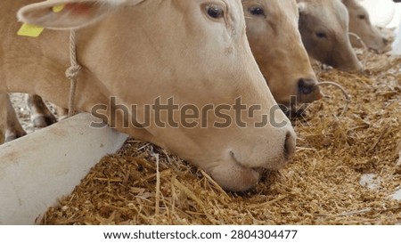 Close up of cow's neb while eating hay in the farm cattle, feeding cows in farm