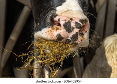 Close up of a cow's nose and mouth, eating hay and straw, in stable at feeding time, mouthfull