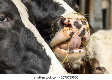 Close up of a cow's nose and mouth, tongue licking lips and straw. Cow in stable at feeding time, peeking through bars of a fence in a barn, mouth full hay between the rods of the barrier