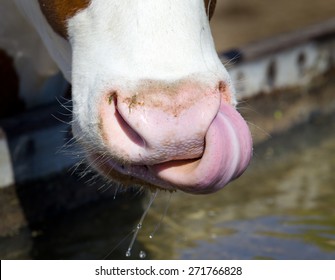 Close up of cow's tongue and nose after drinking water