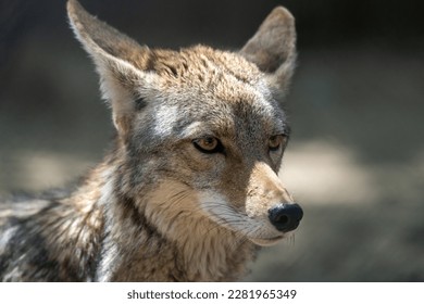 Close up of a coyote.  - Powered by Shutterstock