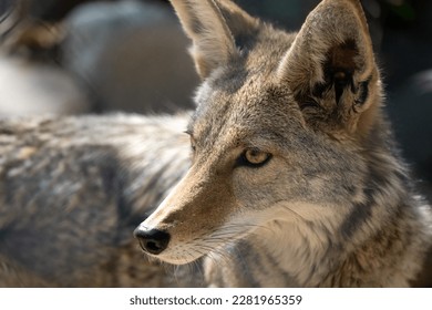 Close up of a coyote.  - Powered by Shutterstock