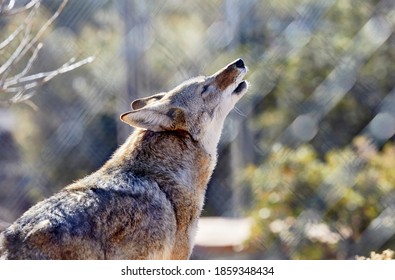 Close up of a Coyote with head raised starting to howl with shallow depth of field