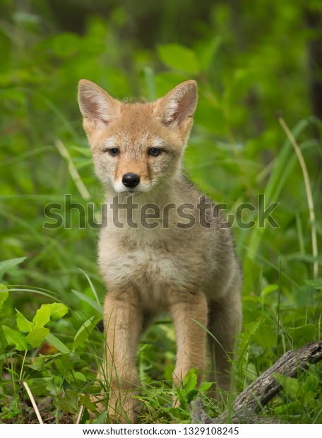 Gros Plan Sur Un Petit Coyote Photo De Stock Modifiable