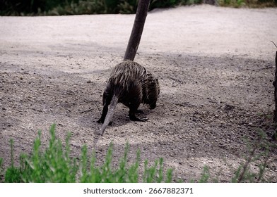 Close up of a coypu