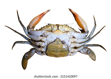 9,528 Female Crab Images, Stock Photos & Vectors | Shutterstock