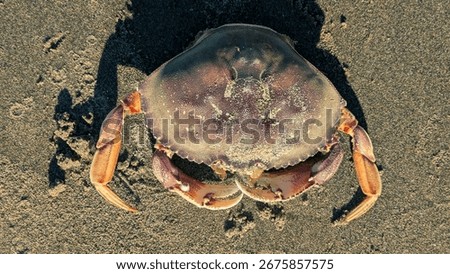 Close up of crab shell, most likely that of a Dungeness Crab (Metacarcinus magister), on a sandy beach. 