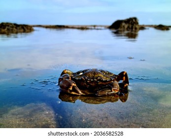 Close Up Crab Sitting On Rock In Rock Pool