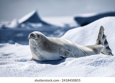 Close up Crabeater seal on top of a snow and ice floe in Antarctica  - Powered by Shutterstock