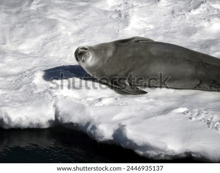 close up of Crabeater seal resting on pack ice