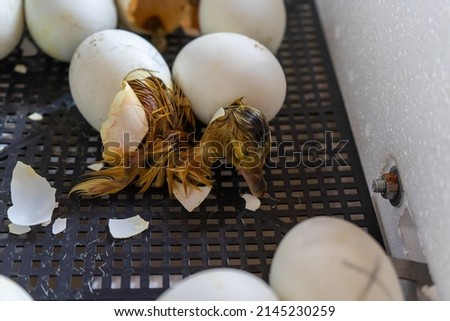 Close up of crack egg duck before birth. The process of hatching from goose eggs in the incubator.