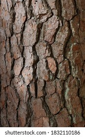 Close Up Of The Cracked Bark Of A Loblolly Pine Tree Trunk