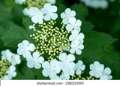 Close Up Of Cramp Bark (Viburnum Opulus)