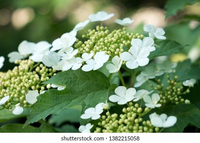 Close Up Of Cramp Bark (Viburnum Opulus)