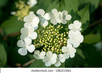 Close Up Of Cramp Bark (Viburnum Opulus)