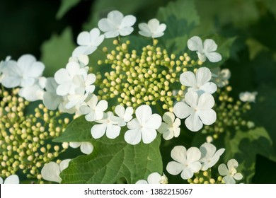 Close Up Of Cramp Bark (Viburnum Opulus)