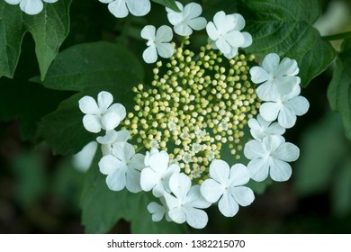 Close Up Of Cramp Bark (Viburnum Opulus)