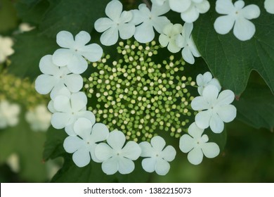 Close Up Of Cramp Bark (Viburnum Opulus)