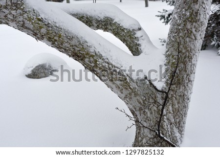A close up of a cranapple tree with textured bark and fresh snow after a midwinter snowstorm.