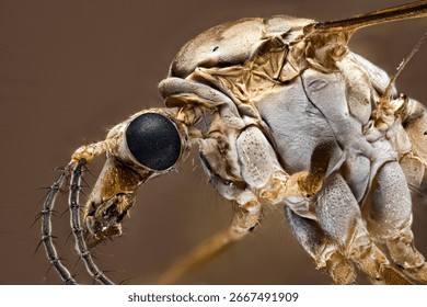 A close up of a cranefly 
