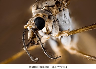 A close up of a cranefly 
