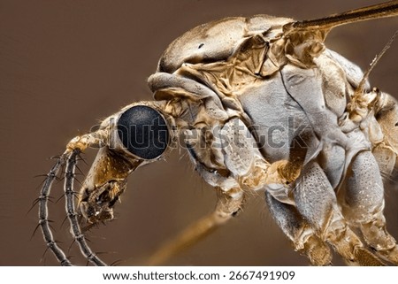 A close up of a cranefly 
