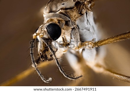 A close up of a cranefly 
