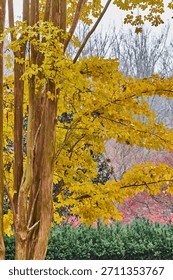 Close up of a crape myrtle during the fall.