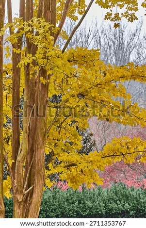 Close up of a crape myrtle during the fall.