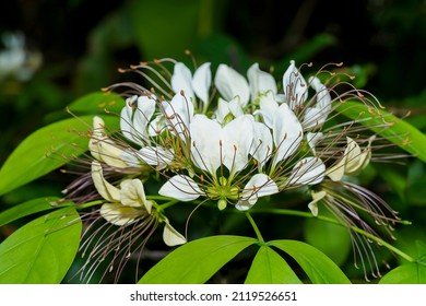 Close up Crataeva flower with leaf on blur background. (Scientific name Crateva religiosa G.Forst) - Shutterstock ID 2119526651