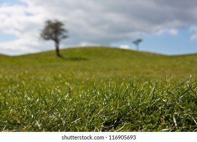 Close Up Of Crisp Green Grass From A Meadow With Two Trees In The Distance Against A Light Blue Sky With Clouds