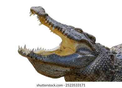 Close up crocodile is action show head on white background have path  - Powered by Shutterstock