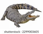 Close up crocodile is action show mouth on white background have path