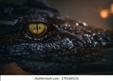 Close Up - Crocodile Or Alligator Eyes.