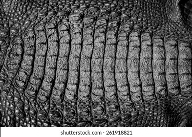 close up crocodile leather texture background in black