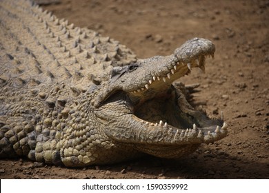 Close up of crocodile with mouth open 庫存照片