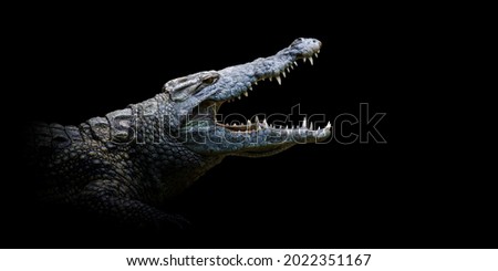 Close up crocodile portrait on black background