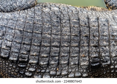 Close up of crocodile skin in million years stone park and crocodile farm in Pattaya.