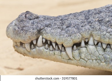 close up of a crocodile teeth