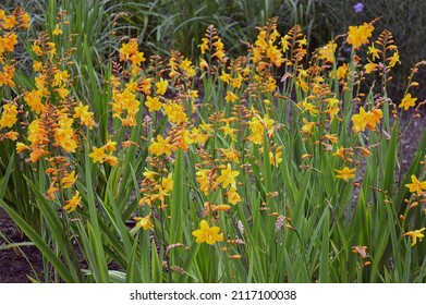 Close Up Of  Crocosmia Columbus Flower Seen In The Garden.