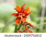 A close up of Crocosmia × crocosmiiflora 