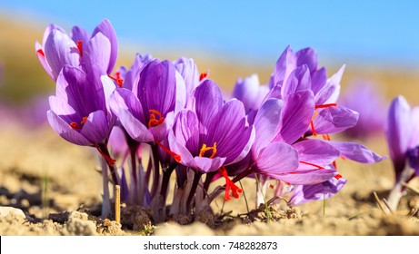 Safran Flower Images Stock Photos Vectors Shutterstock